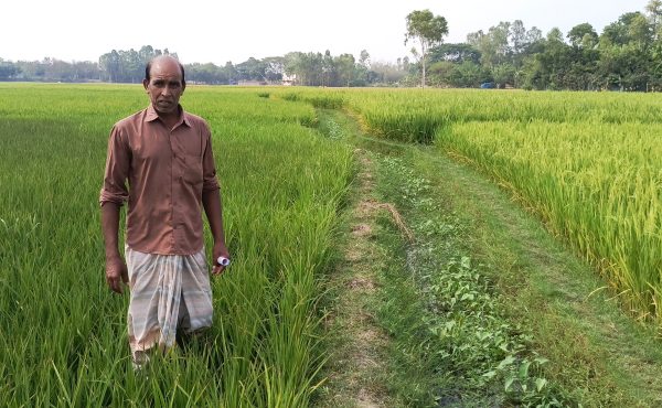 তানোরে গভীর নলকূপ অপারেটরের বিরুদ্ধে সেচ না দিয়ে বোরো ধান মেরে ফেলার অভিযোগ