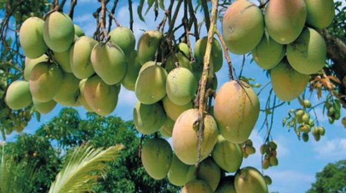 আমে চাঙা রাজশাহীর গ্রামীণ অর্থনীতি