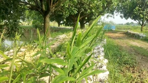 তানোরে গ্রামে গ্রামে বাড়ির পার্শ্বে প্রায় ৩৬ হাজার বস্তায় করা হচ্ছে আদা চাষ