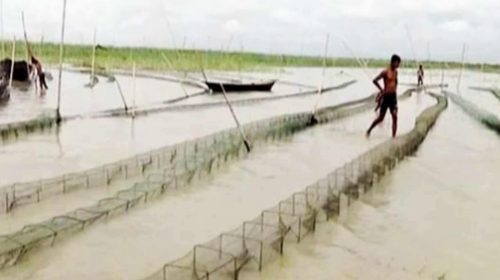 মান্দায় নিষিদ্ধ কারেন্ট জালে মাছ নিধন