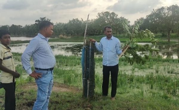 চাঁপাইনবাবগঞ্জের শিবগঞ্জে সরকারি রাস্তার পাশের গাছ কেটে ফেলেছে দুর্বৃত্তরা