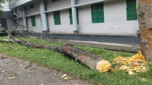 রাবিতে শিক্ষার্থীদের বাঁধায় রক্ষা পেল দুটি গাছ
