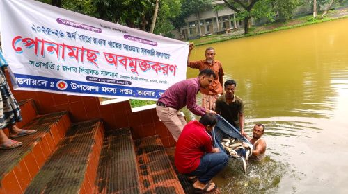 তানোরে বিল কুমারী বিলসহ পুকুরে মাছের পোনা অবমুক্ত করণ
