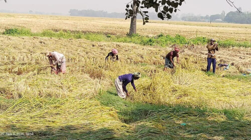 তানোরে আমন কাটা মাড়াই শুরু, আমণের বাম্পার ফলনের সম্ভাবনা