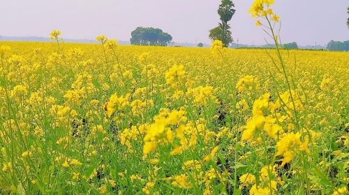 হলুদ ফুলে ছেয়ে গেছে ফসলের মাঠ : শার্শায় লক্ষ্যমাত্রা ছাড়িয়ে সরিষা আবাদ, ভালো ফলনের আশা
