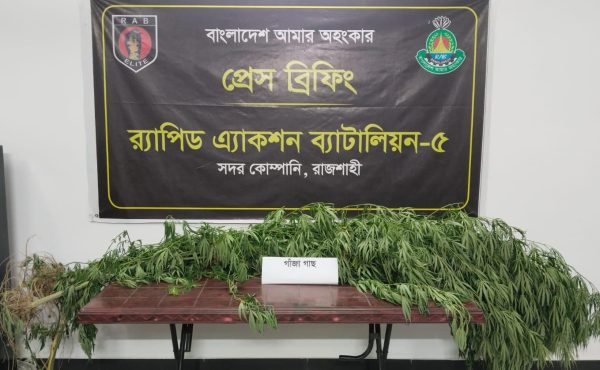 রাজশাহীতে পানের বরজে গাঁজা চাষ, গ্রেপ্তার ১